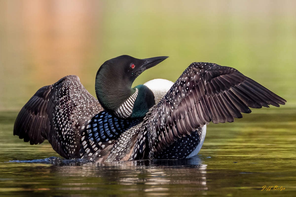 Common Loon