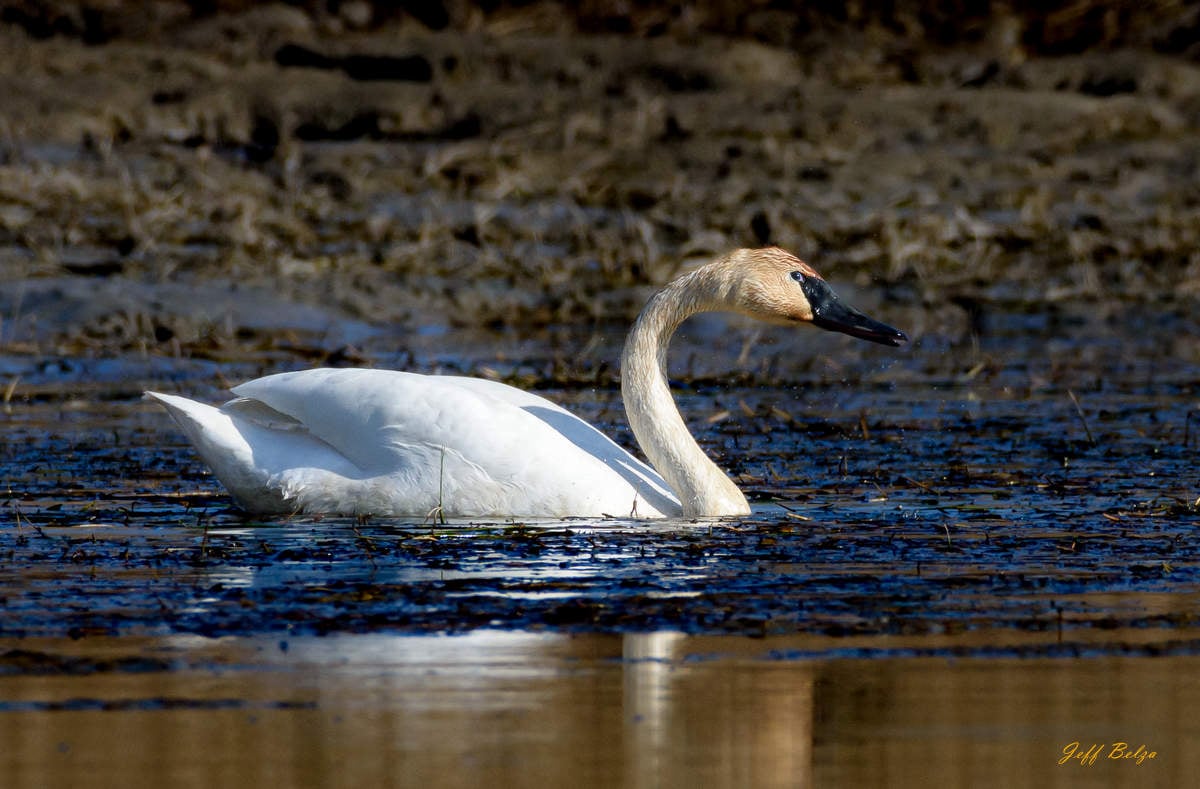 Trumpeter Swan