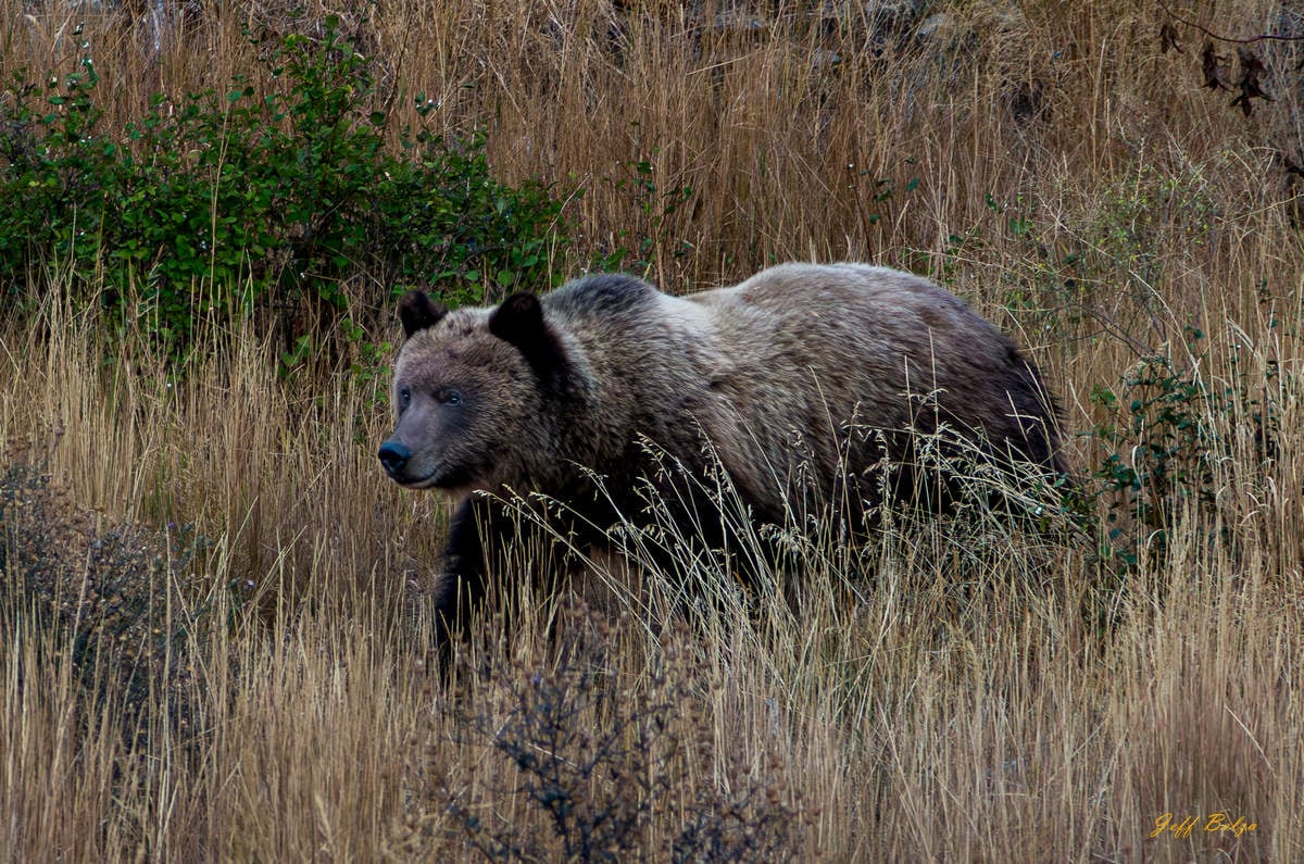 Grizzly Bear
