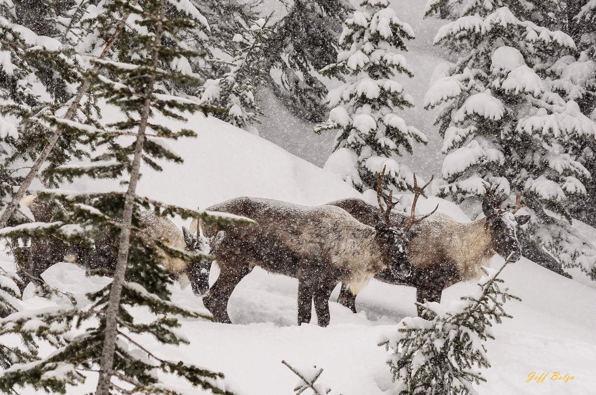 Woodland Caribou